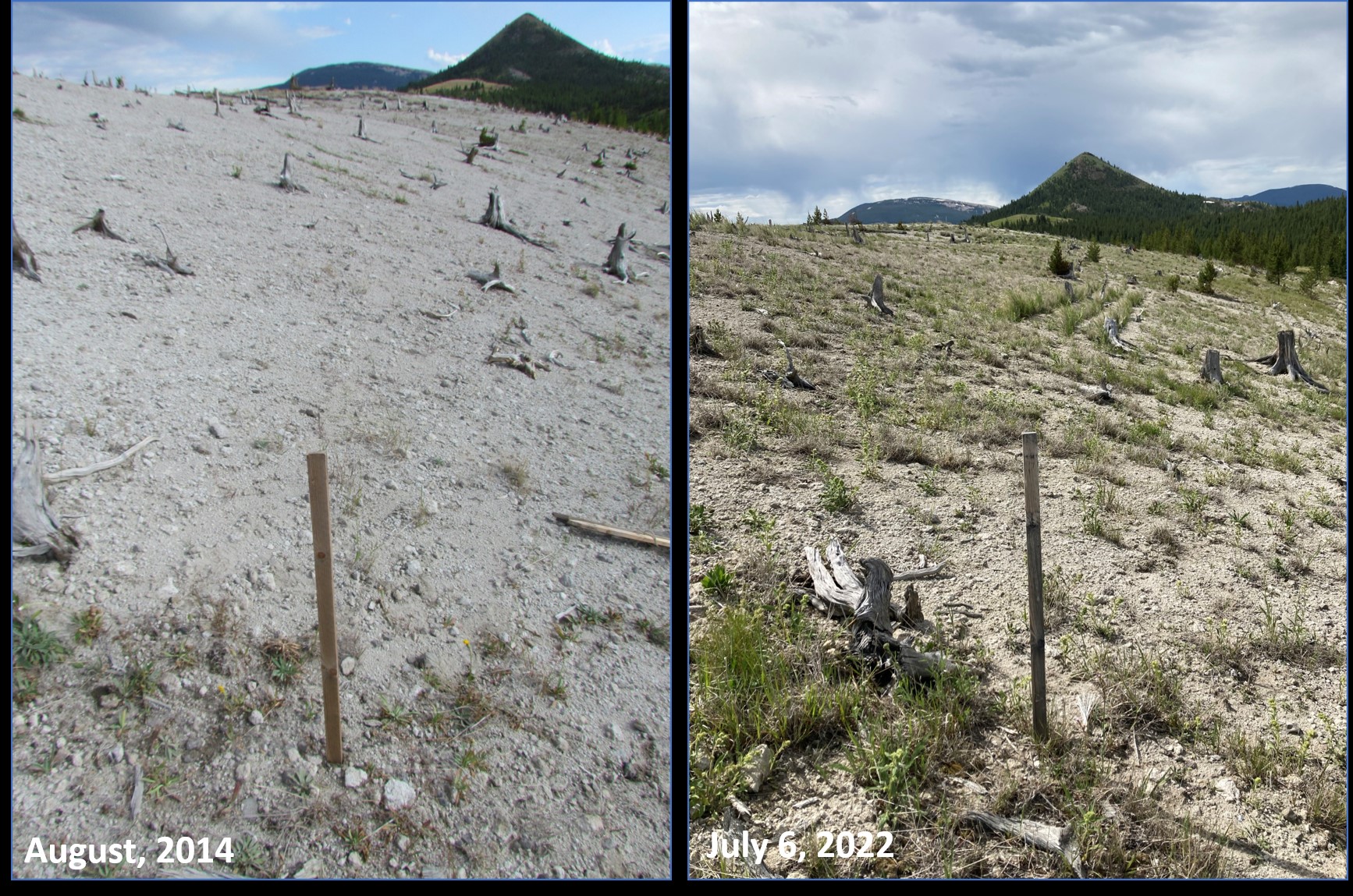 Mount Haggin near Anaconda MT Pre restoration 2014 to post restoration 2022.